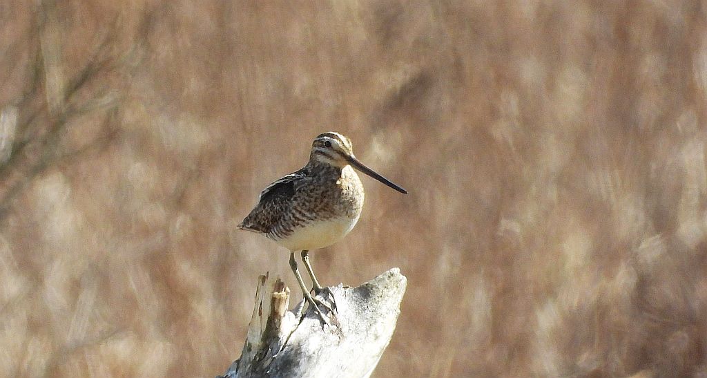 Bekas kszyk, kszyk, bekas baranek (Gallinago gallinago)