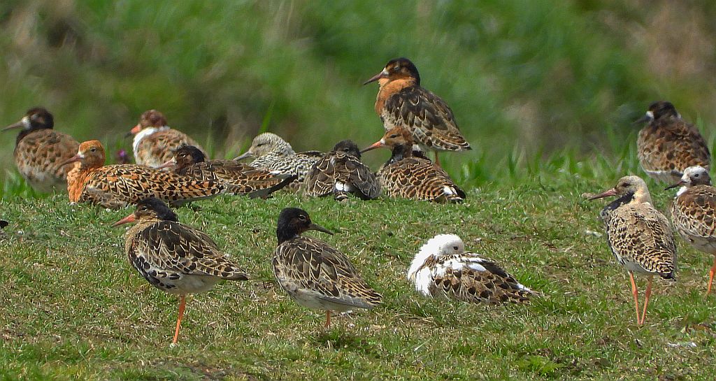 Batalion, bojownik batalion, biegus bojownik, bojownik zmienny (Calidris pugnax)