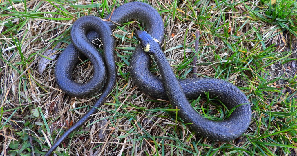 Zaskroniec zwyczajny, zaskroniec (Natrix natrix)