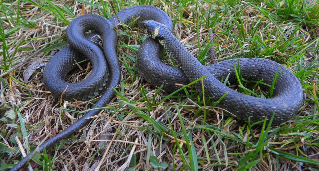 Zaskroniec zwyczajny, zaskroniec (Natrix natrix)