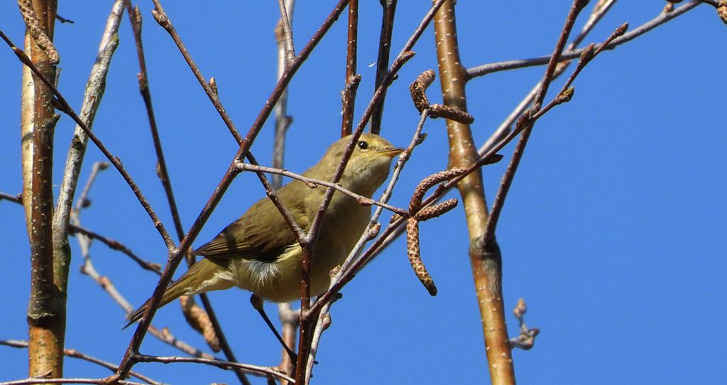 Piecuszek (Phylloscopus trochilus)