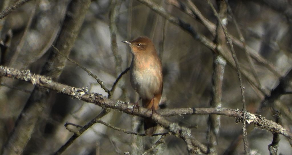 Brzęczka (Locustella luscinioides)