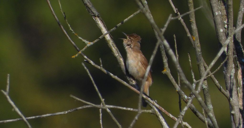 Brzęczka (Locustella luscinioides)