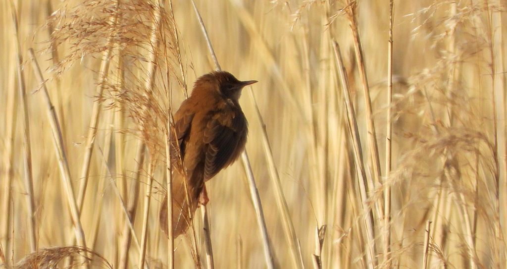 Brzęczka (Locustella luscinioides)