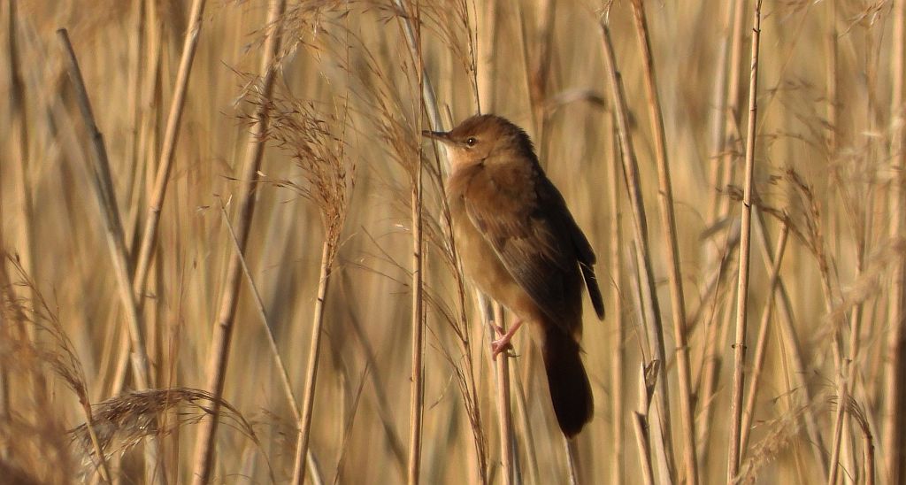 Brzęczka (Locustella luscinioides)