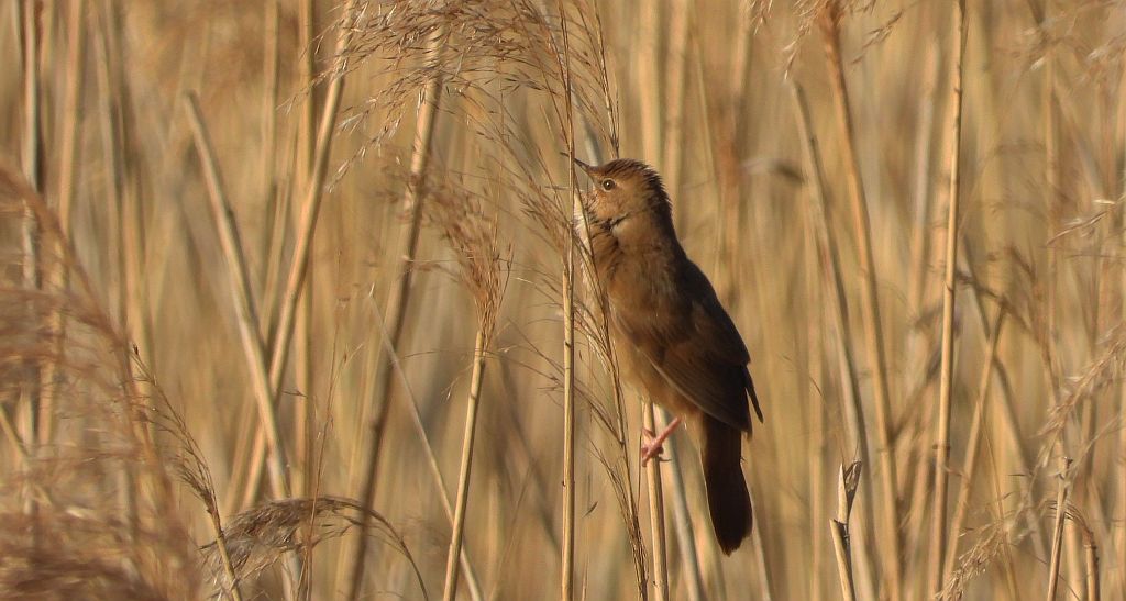 Brzęczka (Locustella luscinioides)