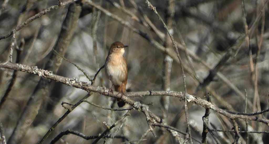Brzęczka (Locustella luscinioides)
