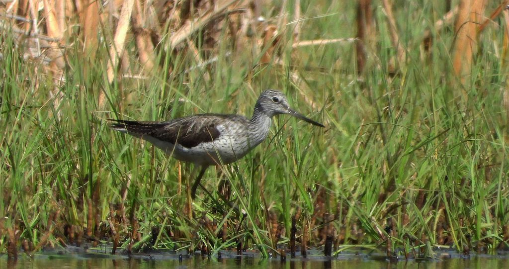 Kwokacz, brodziec kwokacz (Tringa nebularia)