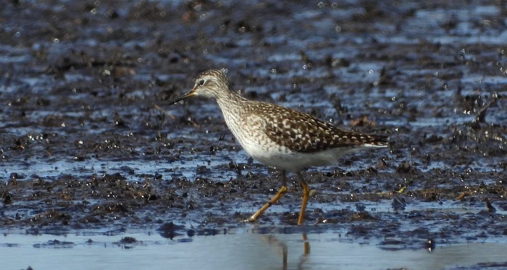 Łęczak, brodziec leśny, trawnik (Tringa glareola)