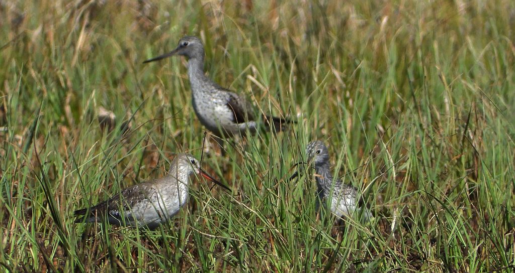 Brodziec śniady (Tringa erythropus) i kwokacz, brodziec kwokacz (Tringa nebularia)