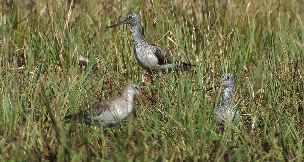 Brodziec śniady (Tringa erythropus) i kwokacz, brodziec kwokacz (Tringa nebularia)