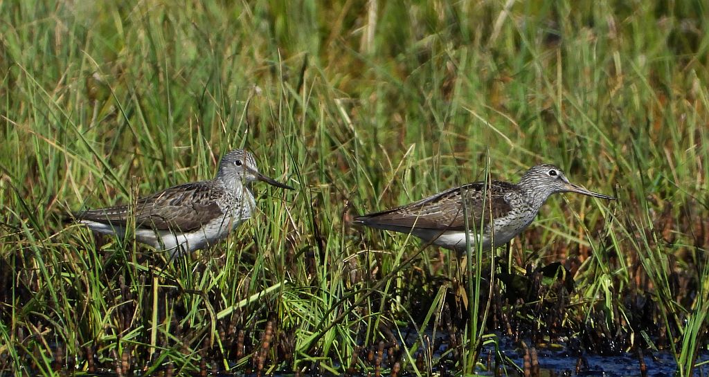 Kwokacz, brodziec kwokacz (Tringa nebularia)