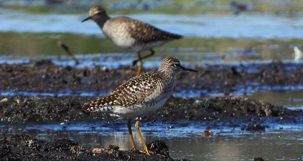 Łęczak, brodziec leśny, trawnik (Tringa glareola)