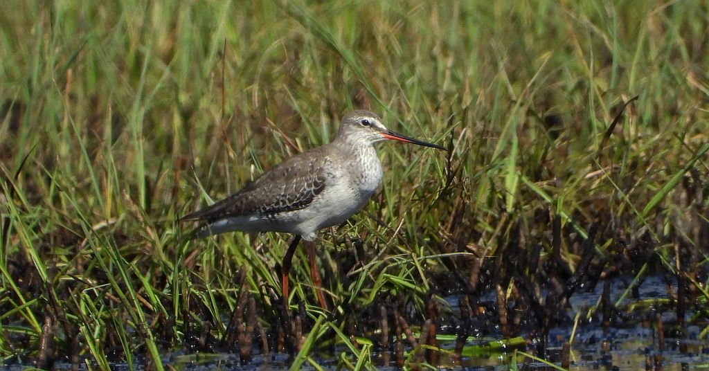 Brodziec śniady (Tringa erythropus)
