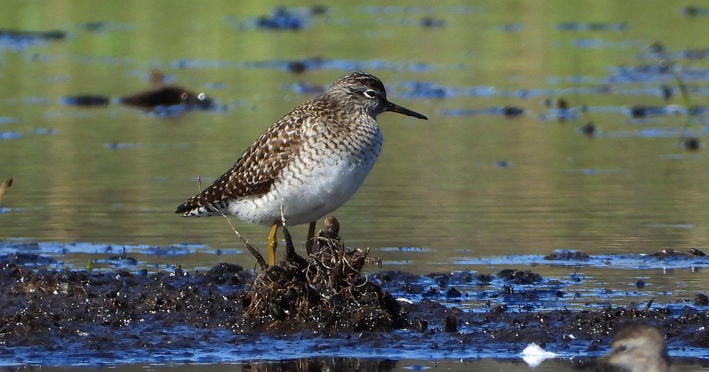 Łęczak, brodziec leśny, trawnik (Tringa glareola)
