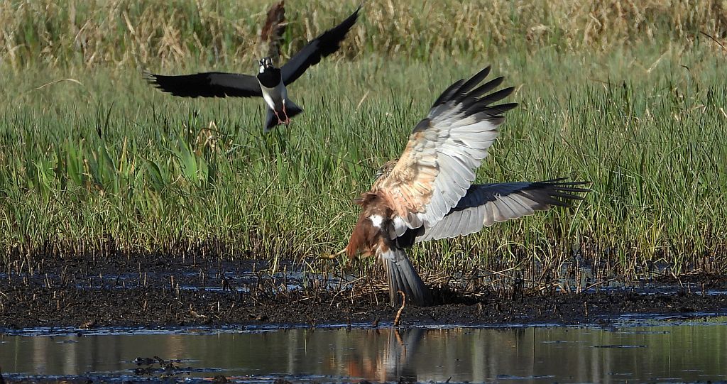 Czajka zwyczajna, czajka, czajka pospolita (Vanellus vanellus) i błotniak stawowy (Circus aeruginosus)
