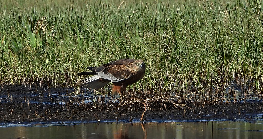 Błotniak stawowy (Circus aeruginosus)