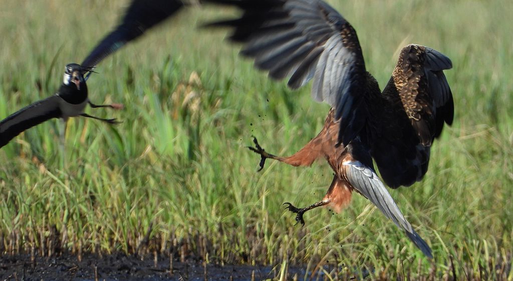Czajka zwyczajna, czajka, czajka pospolita (Vanellus vanellus) i błotniak stawowy (Circus aeruginosus)
