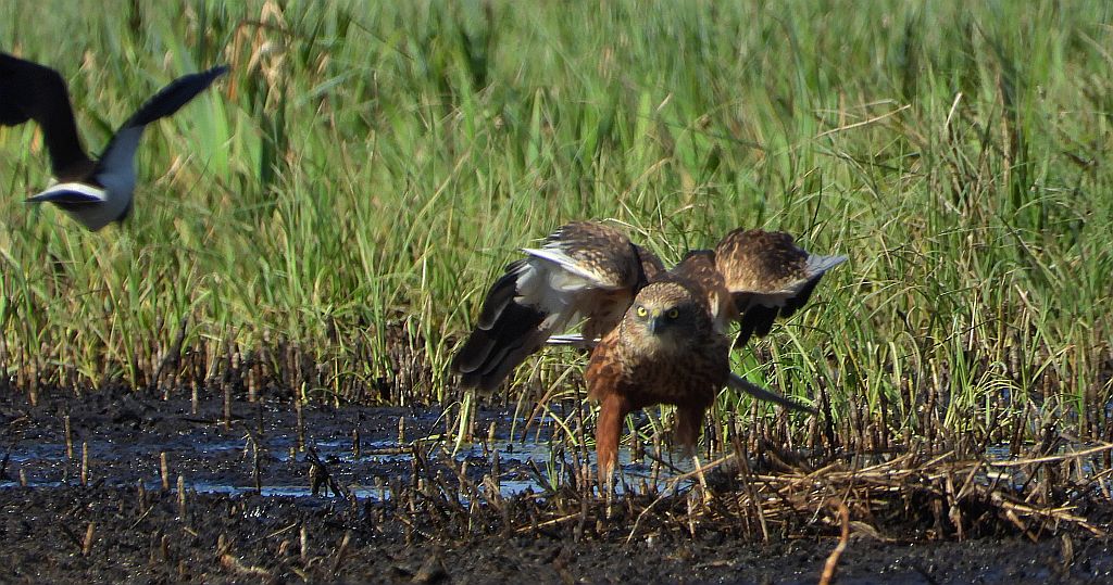 Czajka zwyczajna, czajka, czajka pospolita (Vanellus vanellus) i błotniak stawowy (Circus aeruginosus)