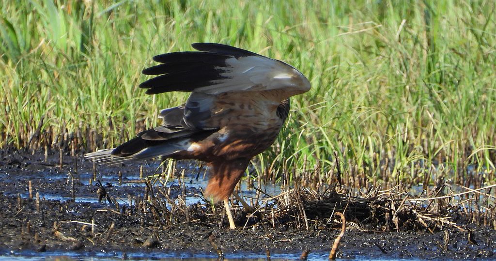 Błotniak stawowy (Circus aeruginosus)