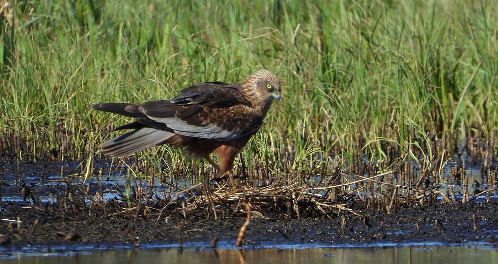 Błotniak stawowy (Circus aeruginosus)