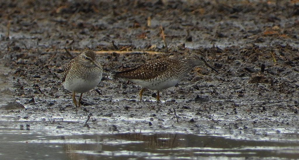 Łęczak, brodziec leśny, trawnik (Tringa glareola)
