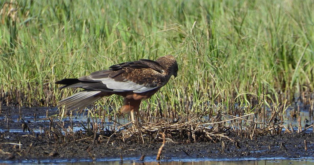 Błotniak stawowy (Circus aeruginosus)