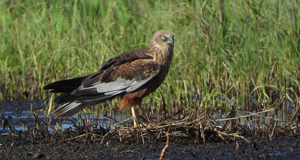Błotniak stawowy (Circus aeruginosus)