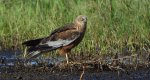 Błotniak stawowy (Circus aeruginosus)