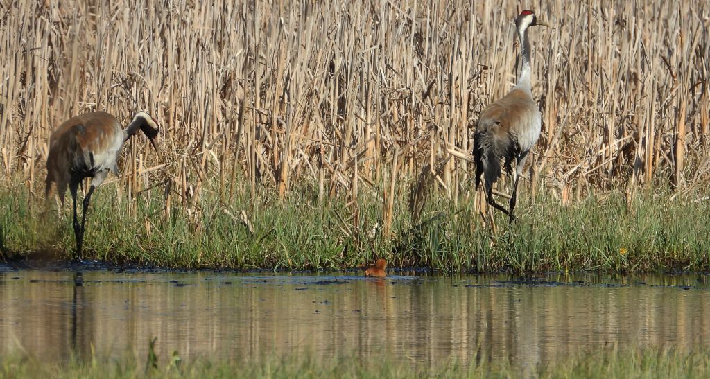 Żuraw zwyczajny, żuraw, żuraw popielaty, żuraw szary (Grus grus)