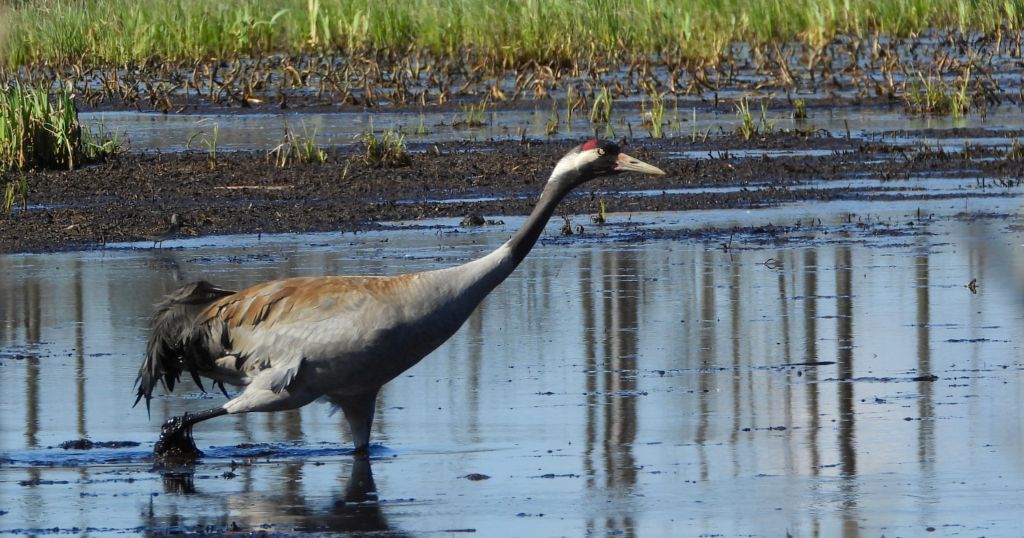 Żuraw zwyczajny, żuraw, żuraw popielaty, żuraw szary (Grus grus)
