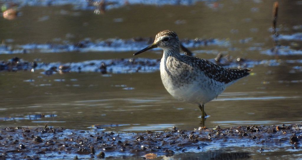Łęczak, brodziec leśny, trawnik (Tringa glareola)