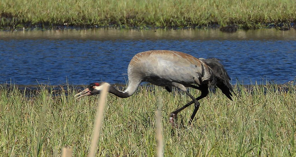 Żuraw zwyczajny, żuraw, żuraw popielaty, żuraw szary (Grus grus)