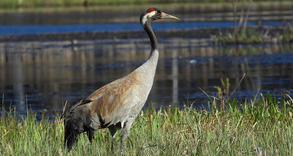 Żuraw zwyczajny, żuraw, żuraw popielaty, żuraw szary (Grus grus)