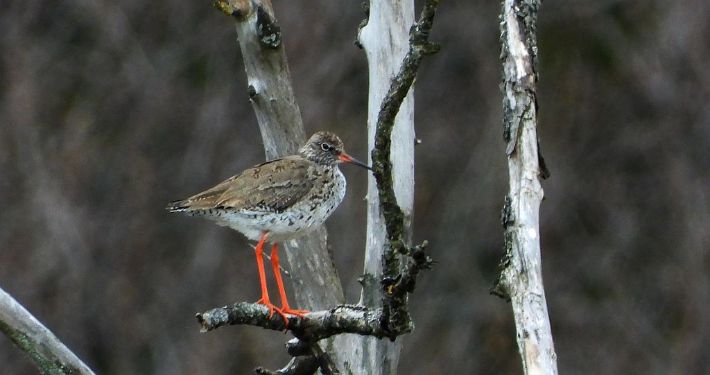 Krwawodziób, brodziec krwawodzioby (Tringa totanus)