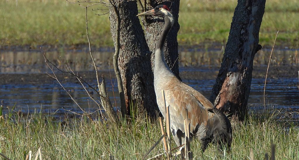 Żuraw zwyczajny, żuraw, żuraw popielaty, żuraw szary (Grus grus)