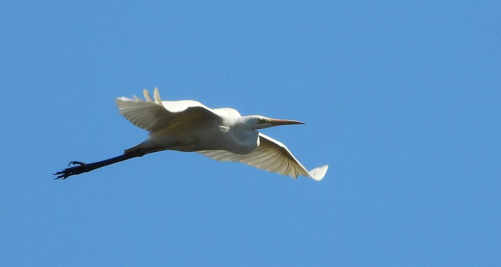 Czapla biała (Egretta alba)