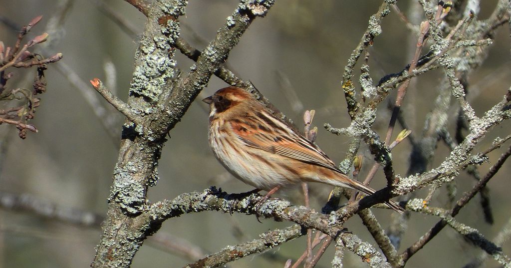 Potrzos zwyczajny, potrzos (Schoeniclus schoeniclus)