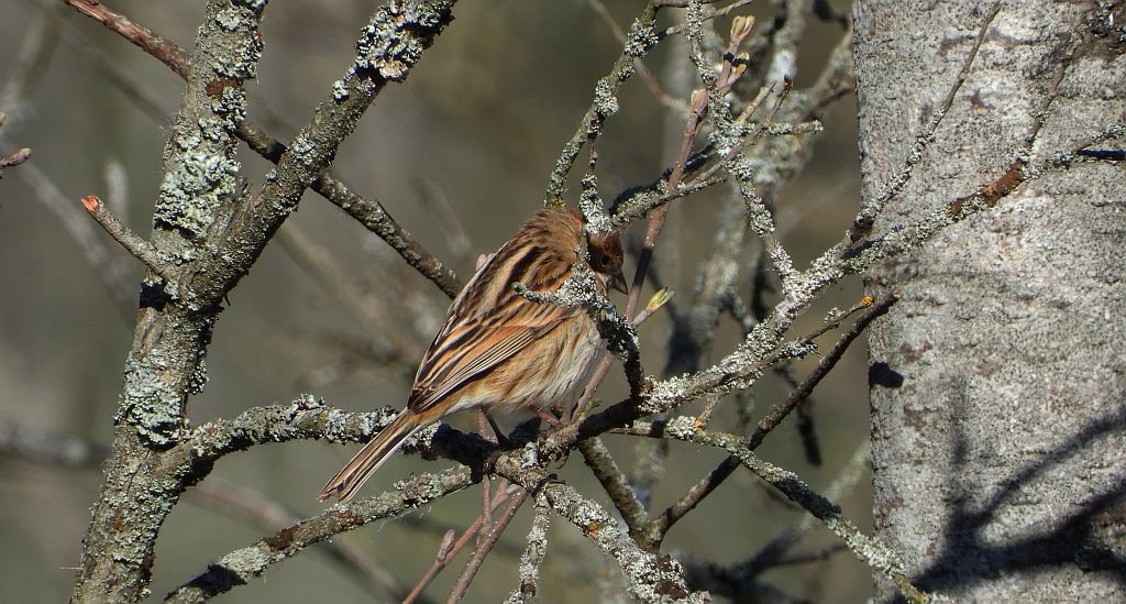 Potrzos zwyczajny, potrzos (Schoeniclus schoeniclus)