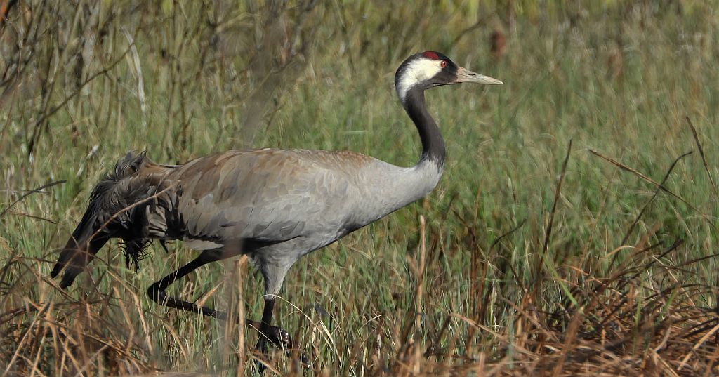 Żuraw zwyczajny, żuraw, żuraw popielaty, żuraw szary (Grus grus)