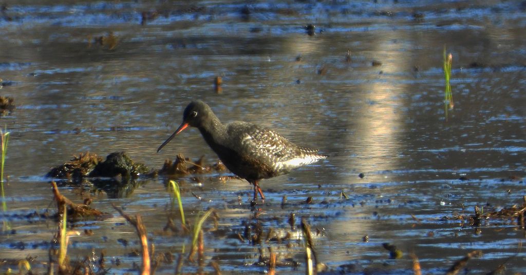 Brodziec śniady (Tringa erythropus)
