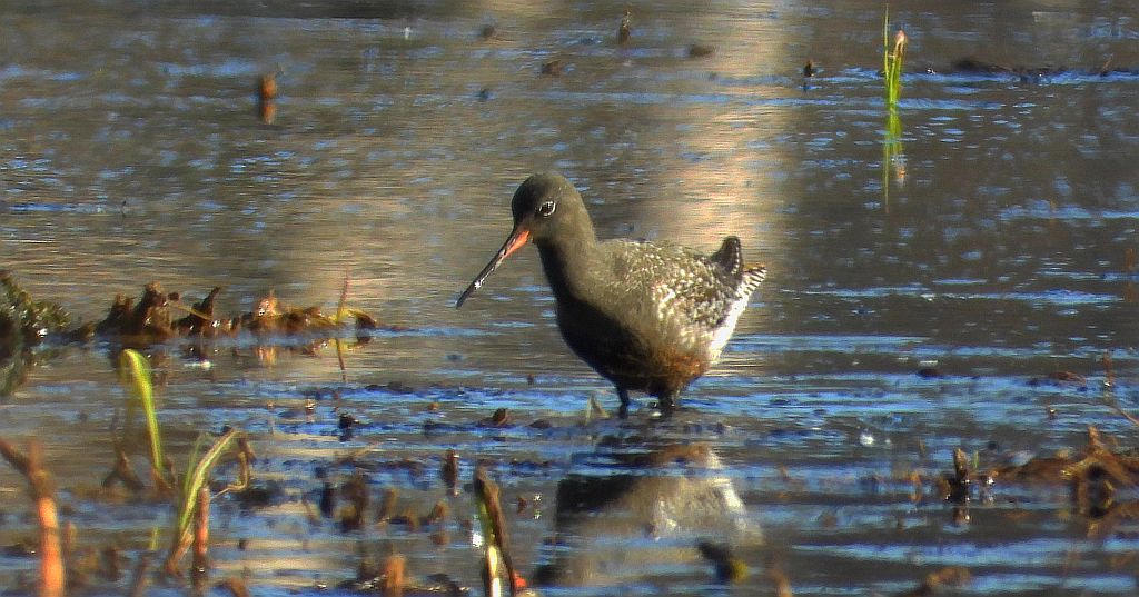 Brodziec śniady (Tringa erythropus)