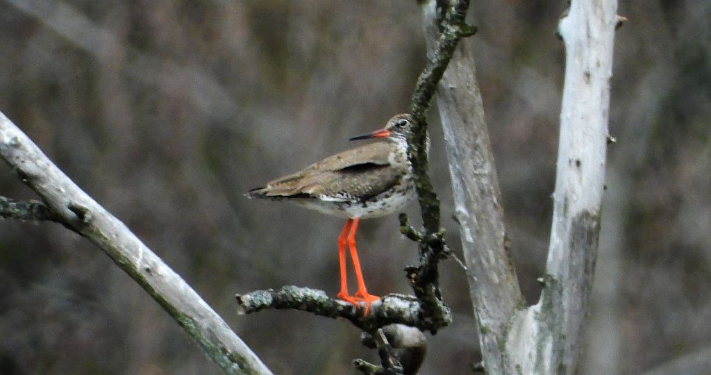 Krwawodziób, brodziec krwawodzioby (Tringa totanus)