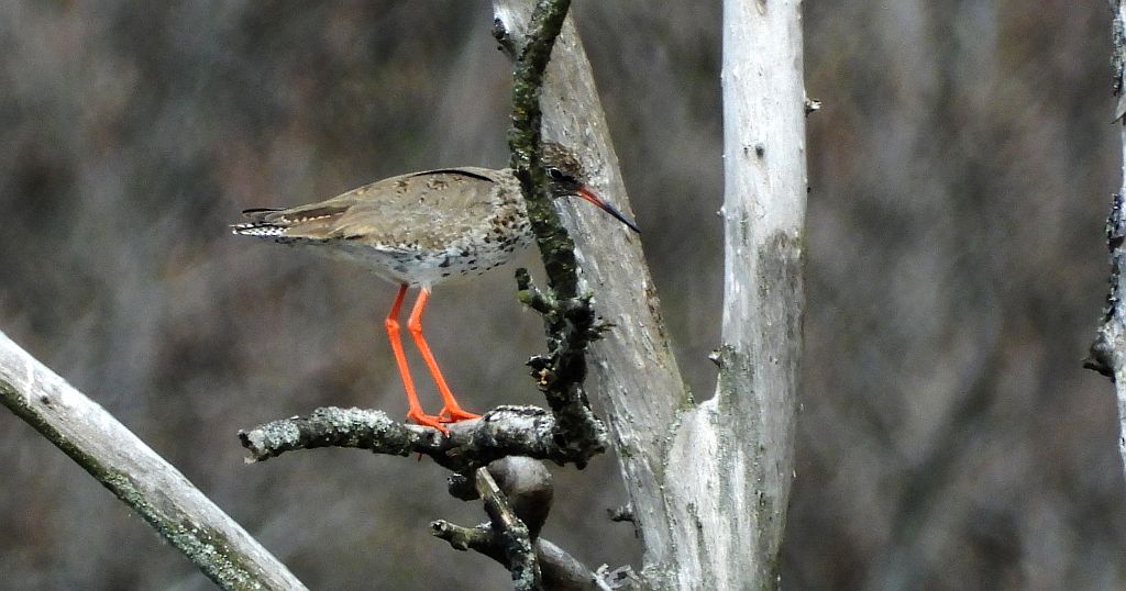 Krwawodziób, brodziec krwawodzioby (Tringa totanus)
