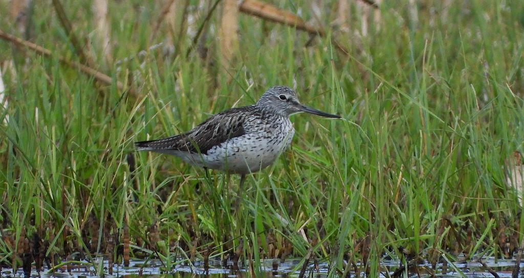 Kwokacz, brodziec kwokacz (Tringa nebularia)
