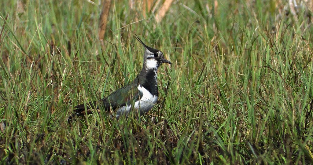 Czajka zwyczajna, czajka, czajka pospolita (Vanellus vanellus)