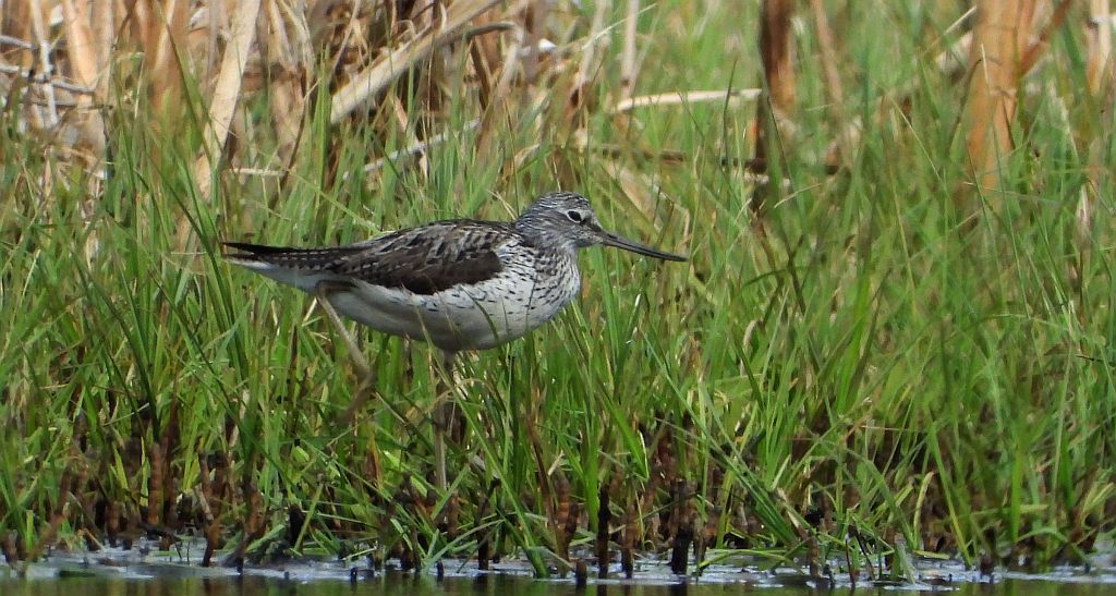 Kwokacz, brodziec kwokacz (Tringa nebularia)