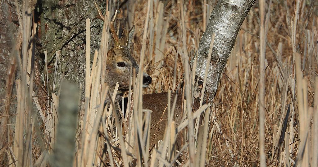 Sarna europejska (Capreolus capreolus)