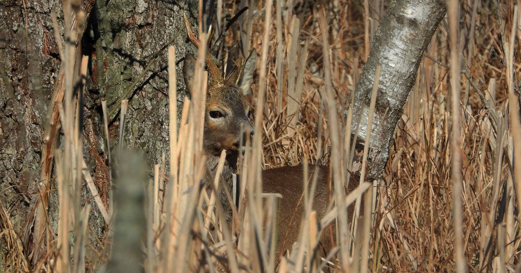 Sarna europejska (Capreolus capreolus)