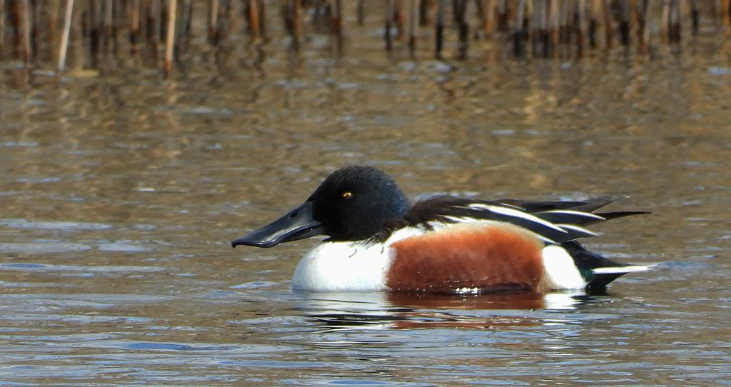 Płaskonos zwyczajny, płaskonos (Spatula clypeata)